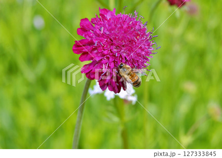 Bee on the Burgundy dahlia flower in garden during summer Bee on the Burgundy dahlia flower in garden during summer 127333845