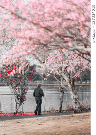 河津桜と椿の花びらとランニングする人 127334019