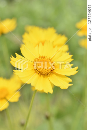 大金鶏菊 127334043