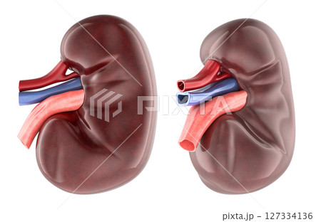 Human kidney with blood vessels, realistic 3d anatomy model, two views. 3D rendering Human kidney with blood vessels, realistic 3d anatomy model, two views. 3D rendering 127334136