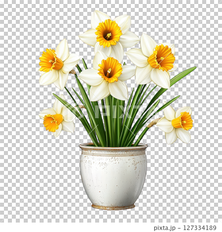 Beautiful daffodil flowers in white pot, showcasing vibrant yellow centers and lush green leaves, perfect for brightening any 127334189