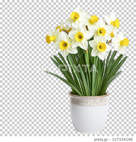 Beautiful daffodil plant with vibrant yellow flowers in white pot, adding cheerful touch to any space. Perfect for home decor or 127334190