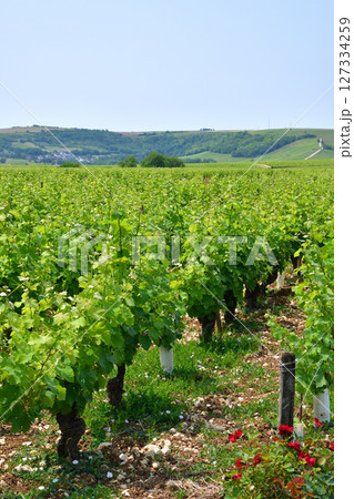 サンセール、フランス。サンセールに広がる広大なブドウ畑。2025年6月9日撮影。 サンセール、フランス。サンセールに広がる広大なブドウ畑。2025年6月9日撮影。 127334259