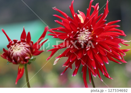 ダリアの花は見る人の心をつかむ花姿ー六 127334692