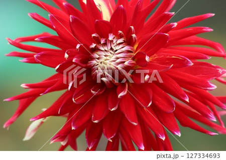 ダリアの花は見る人の心をつかむ花姿ー七 ダリアの花は見る人の心をつかむ花姿ー七 127334693