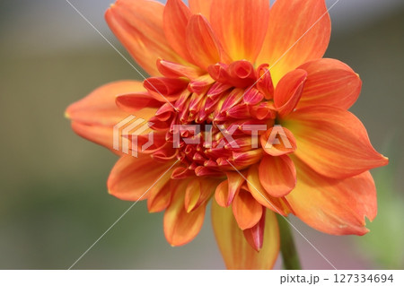 ダリアの花は見る人の心をつかむ花姿ー八 127334694