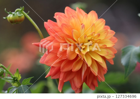 ダリアの花は見る人の心をつかむ花姿ー拾 127334696