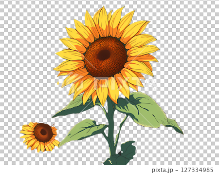 Sunflowers blooming in summer - background illustration [transparent background] 127334985