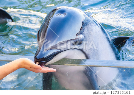 手にタッチするイルカ 手にタッチするイルカ 127335161