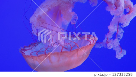 Delicate pink jellyfish gliding through deep blue underwater environment, translucent tentacles undulating with fluid movement and mesmerizing grace. concept dangerous poisonous jellyfish Delicate pink jellyfish gliding through deep blue underwater environment, translucent tentacles undulating with fluid movement and mesmerizing grace. concept dangerous poisonous jellyfish 127335259