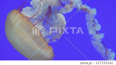 Light brown jellyfish gently drifting through deep blue underwater environment, revealing delicate tentacle movements and translucent marine elegance against vibrant oceanic background 127335282