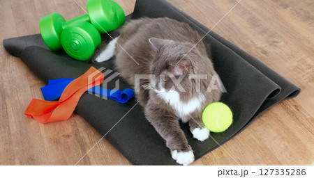 Gray long haired cat lying on a black yoga mat next to green dumbbells and a yellow tennis ball, enjoying a relaxing moment amidst fitness equipment. Cat and sport concept 127335286