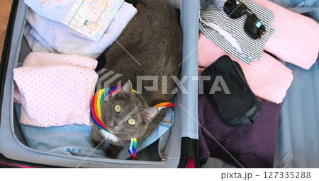 Gray cat wearing a rainbow lgbt pride cape is trying to hide in an open suitcase full of clothes, sunglasses and a map, ready for summer vacation. Concept cat and travel Gray cat wearing a rainbow lgbt pride cape is trying to hide in an open suitcase full of clothes, sunglasses and a map, ready for summer vacation. Concept cat and travel 127335288