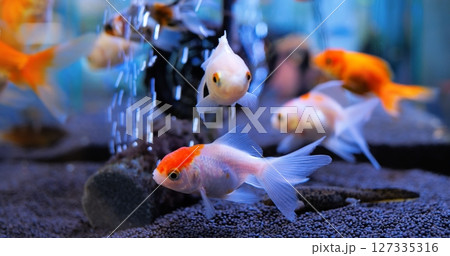 Goldfish gracefully swimming in aquarium, oxygen bubbles rising, creating peaceful underwater scene with vibrant orange and white fish moving through clear water. Concept of aquarium fish 127335316
