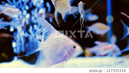 Beautiful platinum angelfish gracefully swims in a community aquarium, its iridescent scales shimmering under soft blue light, sharing its aquatic home with other colorful fish. Concept of aquarium 127335318