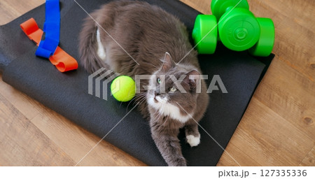 Grey cat resting near fitness accessories, including dumbbells, resistance bands, and a tennis ball on a black fitness mat placed on a wooden floor. Cat and sport concept 127335336