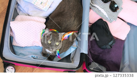 Gray cat wearing rainbow lgbt pride scarf nestling inside open suitcase, surrounded by travel clothes and map, preparing for summer adventure with playful curiosity. Concept cat and travel 127335338