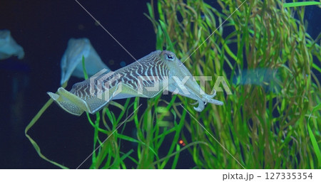 Beautiful pharaoh cuttlefish gracefully swimming near vibrant green seaweed in a large aquarium, showcasing its unique patterns and movements. concept life of cuttlefish 127335354