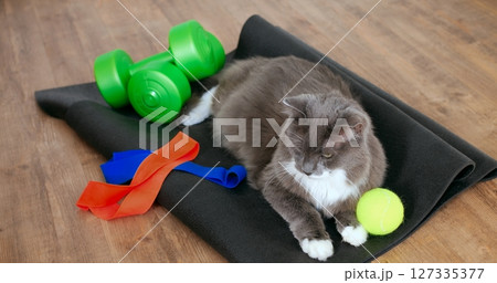 Domestic gray and white cat recovering after fitness session, lounging comfortably on black yoga mat surrounded by green dumbbells, resistance bands, and tennis ball. Cat and sport concept Domestic gray and white cat recovering after fitness session, lounging comfortably on black yoga mat surrounded by green dumbbells, resistance bands, and tennis ball. Cat and sport concept 127335377