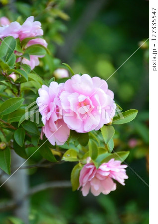 桃色のサザンカの花（徳川園／愛知県名古屋市東区徳川町） 127335547