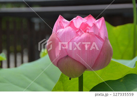 ピンク色の蓮の花（恵林寺／山梨県甲州市塩山小屋敷2280） 127335559