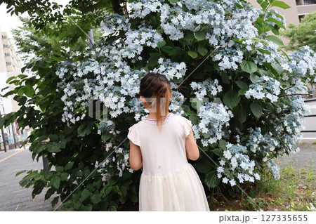 紫陽花を見ている女の子 127335655