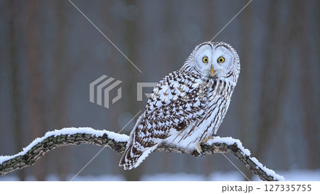 Ural owl perching on snow covered branch within wintry forest, scanning surrounding landscape with piercing yellow eyes, showcasing natural wilderness and serene wildlife moment 127335755