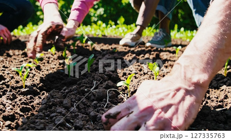 Farmer hands carefully planting small green seedlings in rich, dark soil, nurturing emerging life within organic garden environment during sunny spring day 127335763