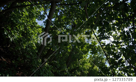 Sunlight filters through a vibrant green forest canopy, casting shadows on a serene sandy beach as gentle waves lap the shore, creating a tranquil natural scene Sunlight filters through a vibrant green forest canopy, casting shadows on a serene sandy beach as gentle waves lap the shore, creating a tranquil natural scene 127335789