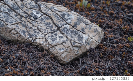 Rectangular flat rock revealing deep cracks and signs of erosion, resting on dry ground with small vegetation, highlighting geological processes and natural weathering 127335825