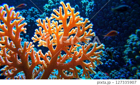 Bright orange coral forming marine sanctuary, small iridescent fish navigating delicate underwater environment, highlighting oceanic ecosystem complexity and natural vibrancy 127335907