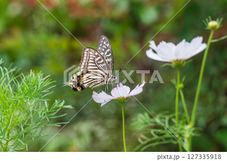 早咲きのコスモスの蜜を吸うアゲハチョウ 127335918
