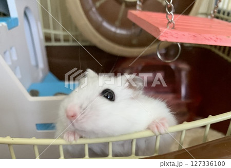 何かくれるの?ハムスター 何かくれるの?ハムスター 127336100