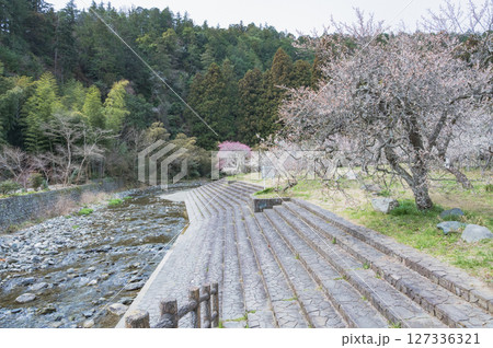 茨城 諏訪梅林(日立市) 茨城 諏訪梅林(日立市) 127336321