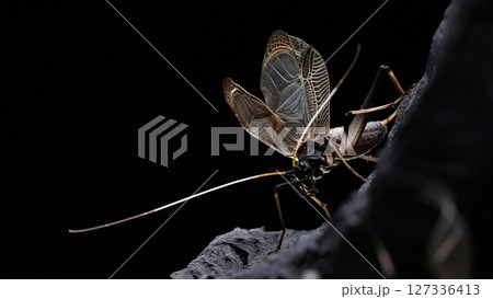 羽を広げるスズムシのオスの写真 127336413