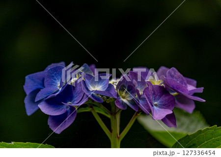 紫色のアジサイの花 紫色のアジサイの花 127336454