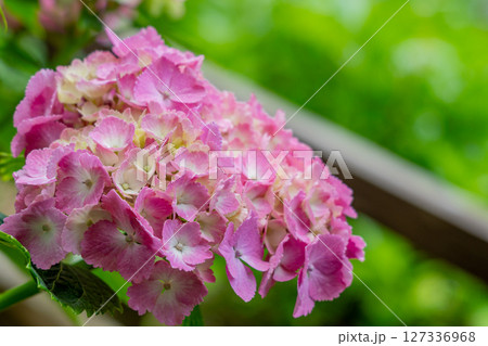 美しいピンクの紫陽花の花 127336968