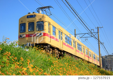 オオキンケイギクと西鉄600形電車（西日本鉄道） 127337015
