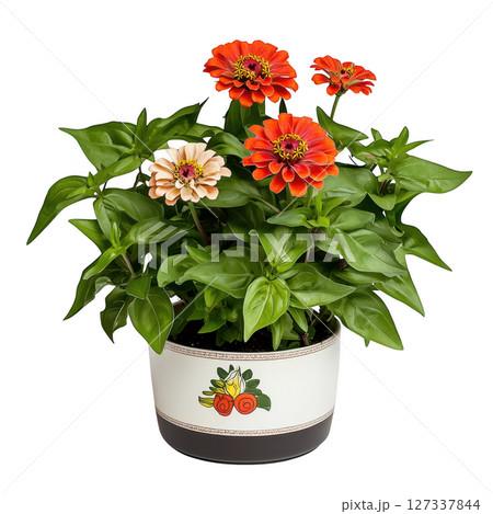 Stylish Zinnia plant with vibrant orange and pink flowers in decorative pot. This beautiful arrangement adds cheerful touch to any 127337844