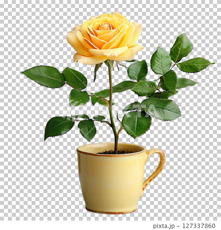 beautiful yellow rose plant in yellow cup, showcasing vibrant petals and lush green leaves, perfect for adding touch of elegance beautiful yellow rose plant in yellow cup, showcasing vibrant petals and lush green leaves, perfect for adding touch of elegance 127337860