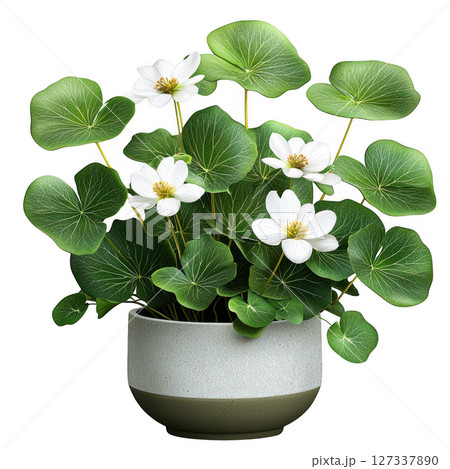 Stylish plant with white flowers and lush green leaves in modern pot. This beautiful arrangement adds touch of elegance to any 127337890
