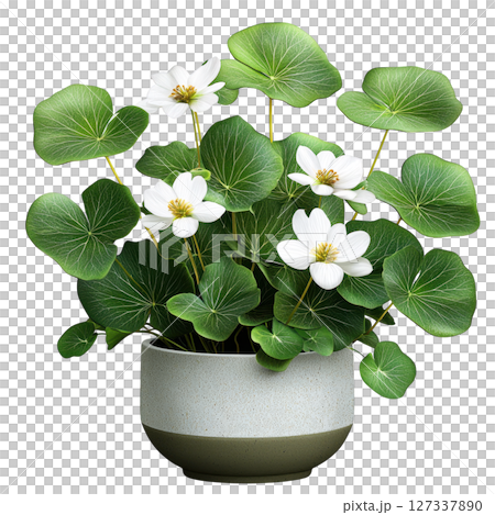 Stylish plant with white flowers and lush green leaves in modern pot. This beautiful arrangement adds touch of elegance to any 127337890