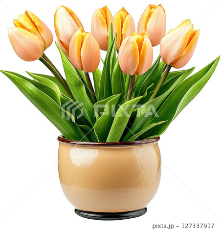 Stylish tulip plant with vibrant orange flowers in decorative pot, adding touch of elegance to any space 127337917