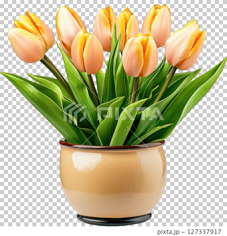 Stylish tulip plant with vibrant orange flowers in decorative pot, adding touch of elegance to any space 127337917