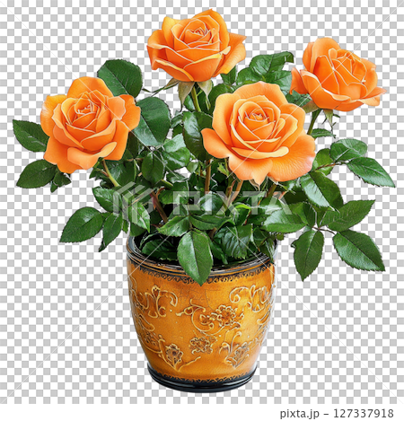 Beautiful orange rose plant in decorative pot, showcasing vibrant blooms and lush green leaves, perfect for home decor or gifting 127337918
