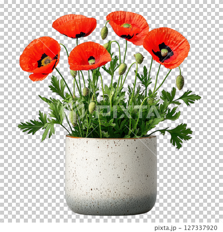 Stylish poppy plant in modern pot, showcasing vibrant red flowers and lush green foliage, perfect for home decor 127337920