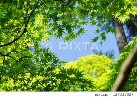 大和民俗公園・古民家の庭の新緑のカエデ 大和民俗公園・古民家の庭の新緑のカエデ 127338027