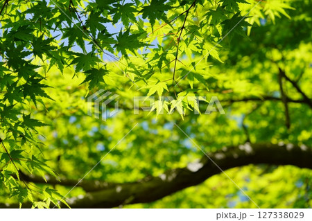 大和民俗公園・古民家の庭の新緑のカエデ 大和民俗公園・古民家の庭の新緑のカエデ 127338029