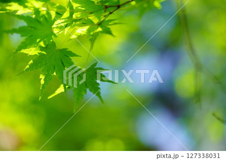 大和民俗公園・古民家の庭の新緑のカエデ 127338031