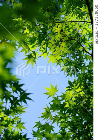 大和民俗公園・古民家の庭の新緑のカエデ 大和民俗公園・古民家の庭の新緑のカエデ 127338060